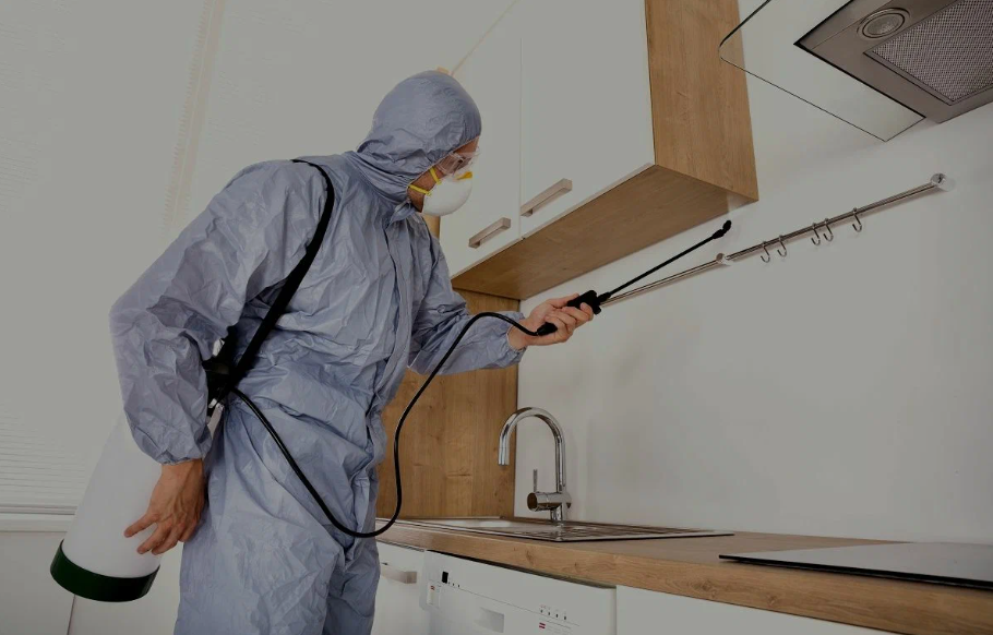 Dixon pest managment